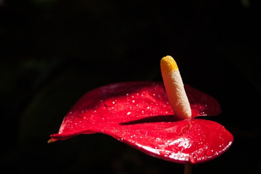 El Lado Oculto del Deseo: Explorando los Secretos Mejor Guardados del Placer. 1 Sensual lingerie