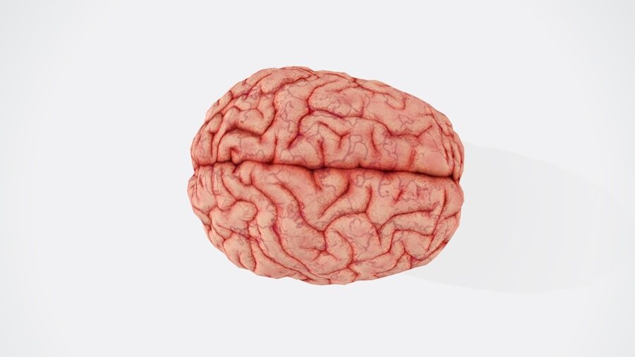 La Psicología del Placer: Entendiendo tus Deseos y Preferencias. 1 Brain scan